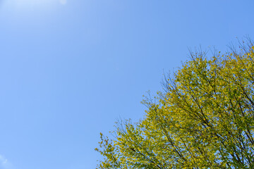 晴天の青空と新緑の木々のコントラスト