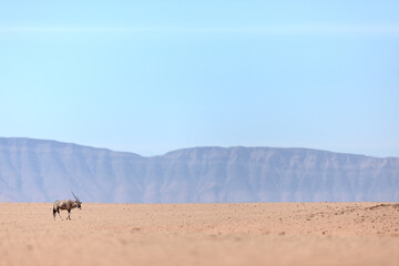 An oryx, or Gemsbok walking across a dusty plain in Sossusvlei, Namibia.