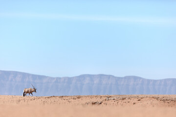 An oryx, or Gemsbok walking across a dusty plain in Sossusvlei, Namibia.