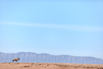 An oryx, or Gemsbok walking across a dusty plain in Sossusvlei, Namibia.