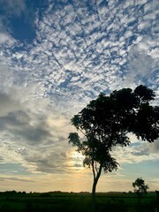 lonely tree in the field