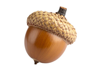 Brown acorn with cap isolated on white background.