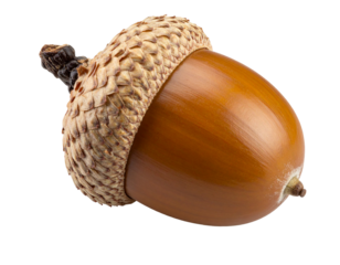 Brown acorn with cap isolated on white background.