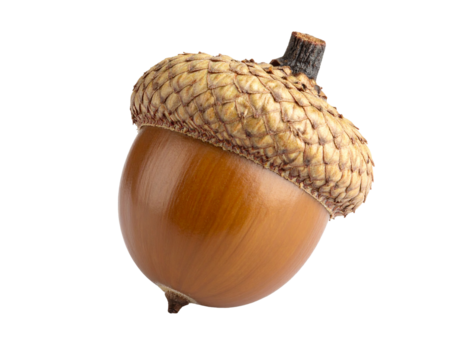 Brown acorn with cap isolated on white background.