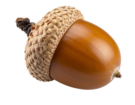 Brown acorn with cap isolated on white background.