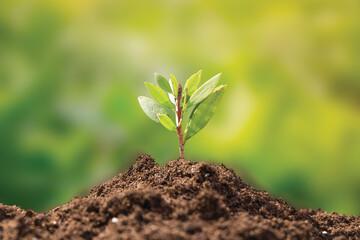 Environment,  planet, ecology concept. World Earth Day banner. Young green plant growing at sunlight.