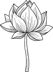 Lotus Flower Outline