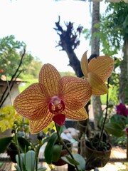 yellow orchid flower