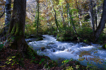 A tranquil mountain stream flows past an ancient mossy tree in the Oirase Gorge during autumn, Aomori, Japan.