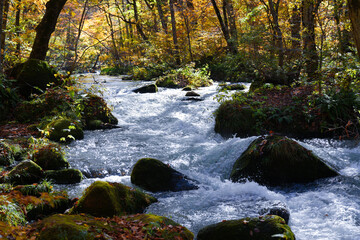 Sunlight sparkles on the Oirase Stream as it flows through a forest of vibrant autumn colors in Aomori, Japan