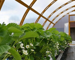 Strawberries in a greenhouse.