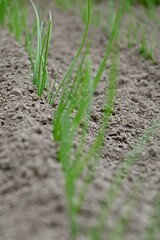 Green onion are growing.