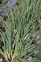 Fresh green scallions growing in outdoor soil rows at an agricultural farm. Close view of green onion plants in a cultivated agricultural field under daylight.