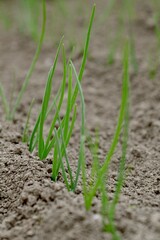 Green onion are growing.
