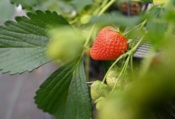 Strawberries  in greenhouse.