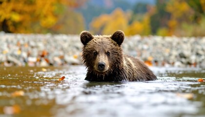 Wild Brown Bear Cub in Autumn Forest Stream Looking Directly at Camera
