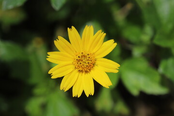 Close-up of a vibrant yellow flower in full bloom, centered against a soft green foliage background. Macro photography capturing natural beauty and botanical detail.
