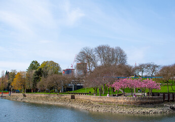 Obraz premium Riverside Park with Cherry Blossoms and Urban Skyline in View