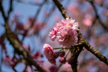 Close Up of Pink Cherry Blossoms in Full Bloom Against Blue Sky