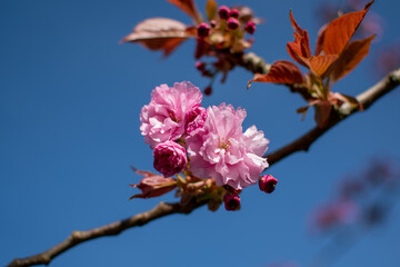 Close Up of Pink Cherry Blossoms in Full Bloom Against Blue Sky