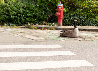 Canada Goose Resting by Urban Crosswalk © GD