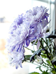 light lilac chrysanthemum flowers in a bouquet