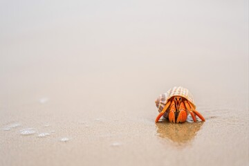 Hermit Crab Crawling on Sandy Beach with Calm Ocean Background