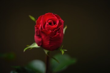 Beautiful Red Rose Bloom on Dark Background with Green Leaves