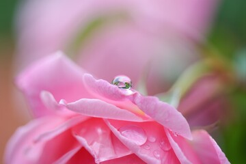 Close-Up of a Pink Rose Petal with Water Droplet and Soft Background
