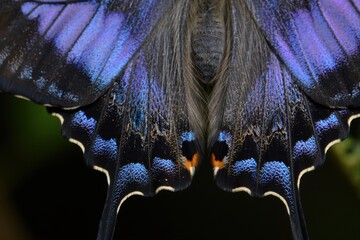 Close-up View of Colorful Butterfly Wings Featuring Blue and Black Patterns