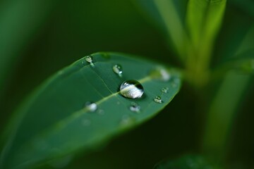 Dew Droplets on Fresh Green Leaves in Nature's Tranquility