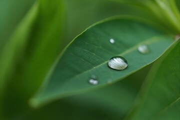 Close-Up of Water Droplet on Green Leaf with Soft Background Focus