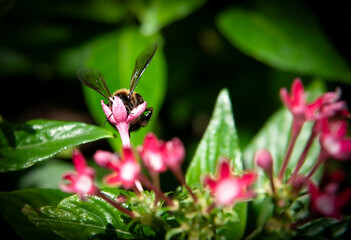 bee on a flower