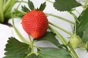 Strawberries in a greenhouse.