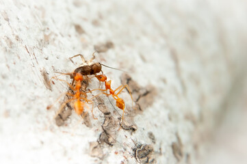 ants help each other carry food