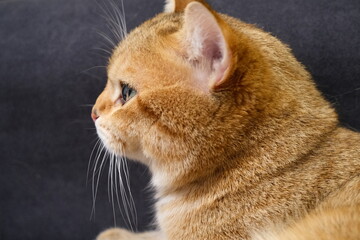 Sweet and Cute Kitten on White Background