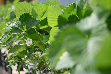 Strawberries in the greenhouse.