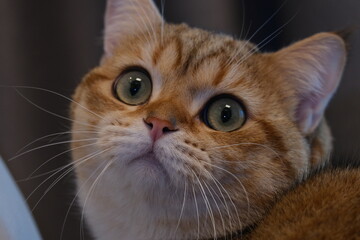 Sweet and Cute Kitten on White Background