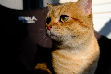 Sweet and Cute Kitten on White Background
