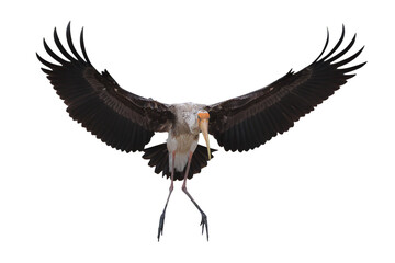 Beautiful flying Painted Stork isolated on transparent background png file	