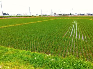 初夏の近郊の稲の生育順調な田んぼ風景