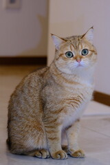Sweet and Cute Kitten on White Background