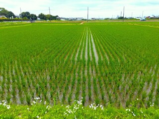 初夏の近郊の稲の生育順調な田んぼ風景