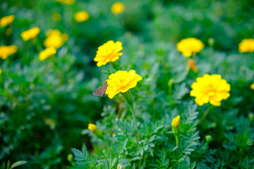 Obraz premium マリーゴールドの花にとまるセセリチョウ