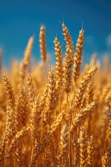 Fototapeta premium Golden wheat stalks stand tall against a vibrant blue sky, bathed in sunlight, showcasing the ripe harvest