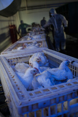 Adult broiler chickens in boxes on a conveyor. Workers load boxes with birds into a truck