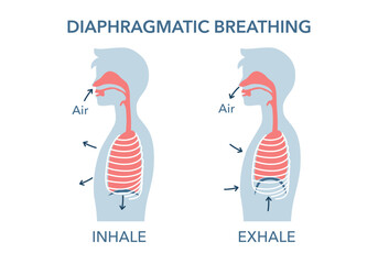 Inhalation and Exhalation process respiratory system side view structure diagram schematic vector illustration. Medical science educational illustration