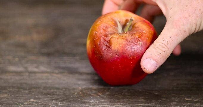 one cut apple that has begun to deteriorate and become covered with rot