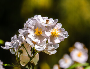 Close Up of White Flowers with Yellow Centers in Queen Elizabeth Park