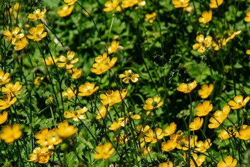 Field of Vibrant Yellow Buttercup Flowers